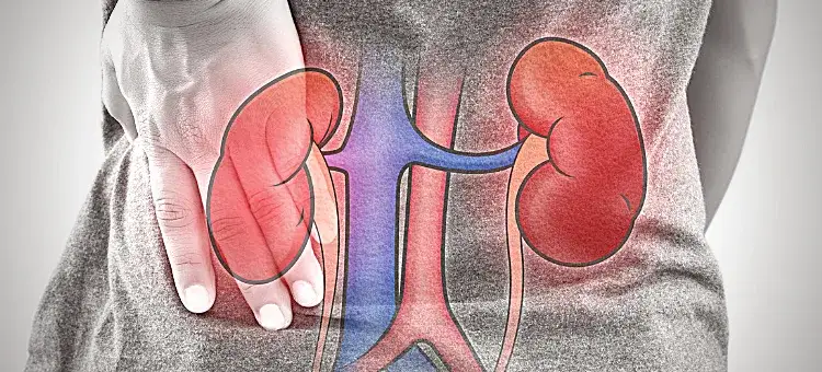 Zdjęcie Jak się bada nerki? Kluczowe testy, które mogą uratować zdrowie